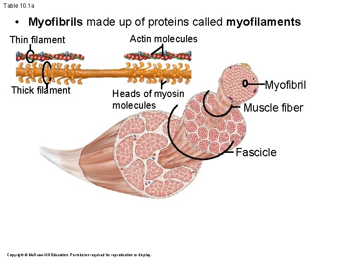 Table 10. 1 a • Myofibrils made up of proteins called myofilaments Thin filament