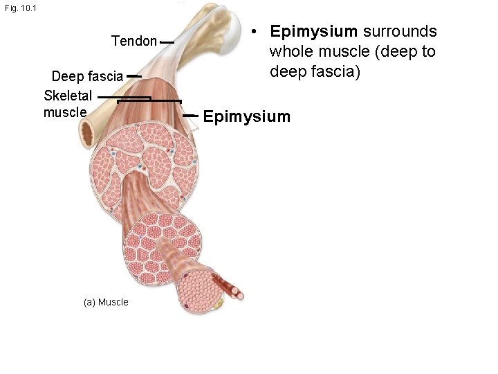 Fig. 10. 1 Tendon Deep fascia Skeletal muscle (a) Muscle • Epimysium surrounds whole