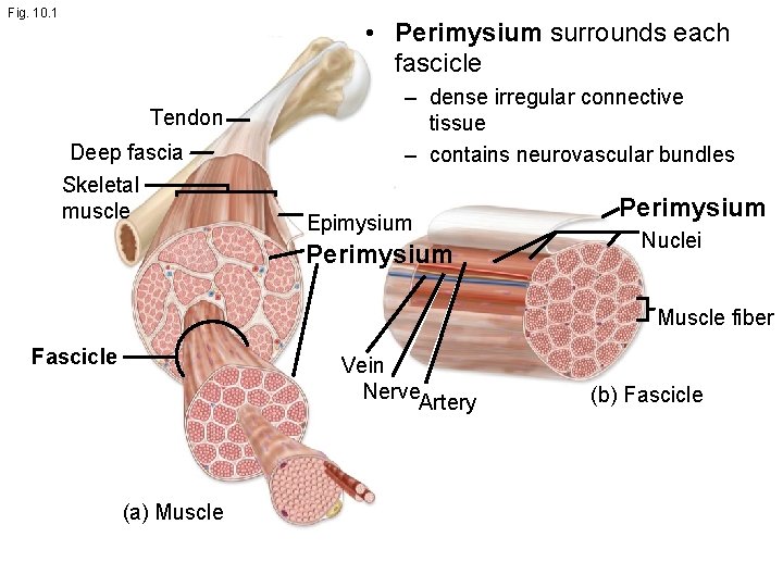 Fig. 10. 1 • Perimysium surrounds each fascicle Tendon Deep fascia Skeletal muscle –