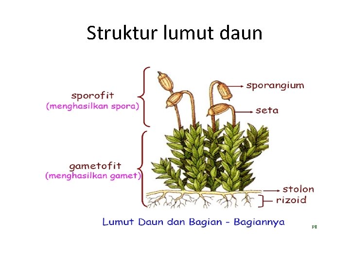 Struktur lumut daun 