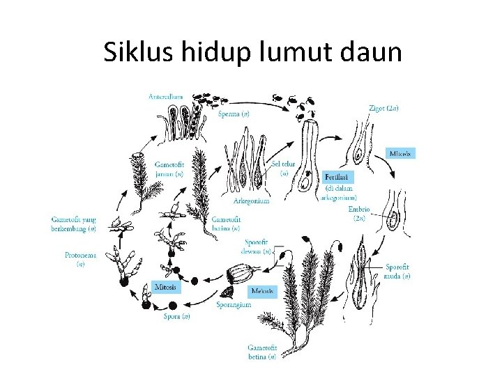 Siklus hidup lumut daun 