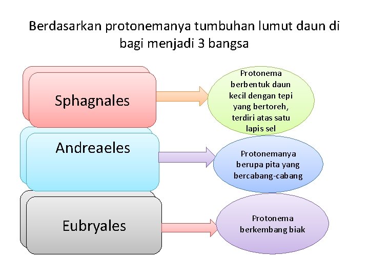 Berdasarkan protonemanya tumbuhan lumut daun di bagi menjadi 3 bangsa Sphagnales Andreaeles Eubryales Protonema