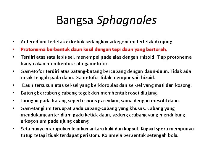 Bangsa Sphagnales • • • Anteredium terletak di ketiak sedangkan arkegonium terletak di ujung