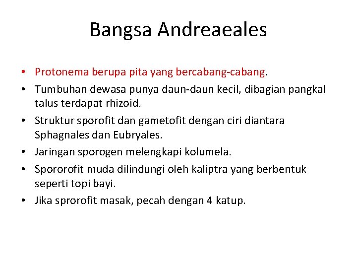 Bangsa Andreaeales • Protonema berupa pita yang bercabang-cabang. • Tumbuhan dewasa punya daun-daun kecil,