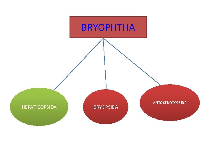 BRYOPHTHA HEPATICOPSIDA BRYOPSIDA ANTOCEROTOPSIDA 