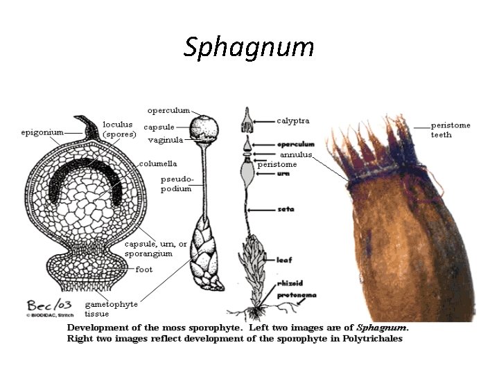 Sphagnum 