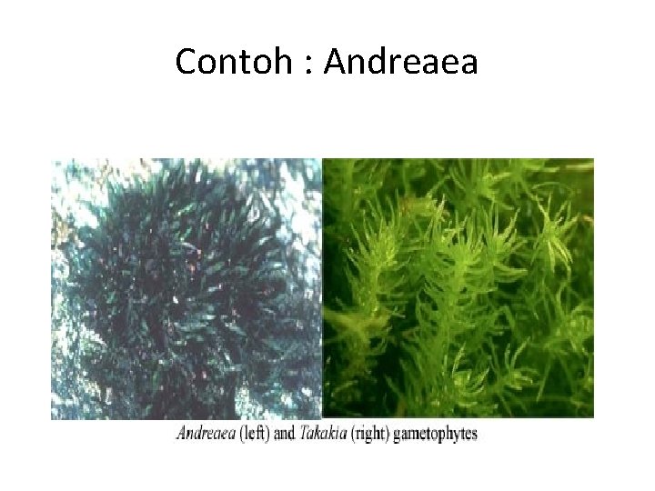 Contoh : Andreaea 