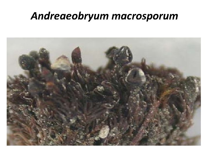 Andreaeobryum macrosporum 