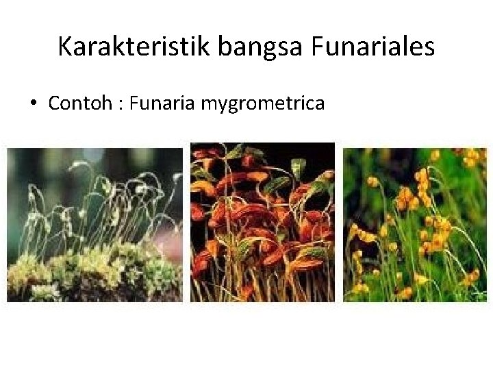 Karakteristik bangsa Funariales • Contoh : Funaria mygrometrica 