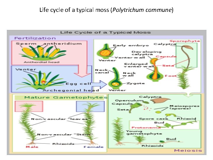 Life cycle of a typical moss (Polytrichum commune) 
