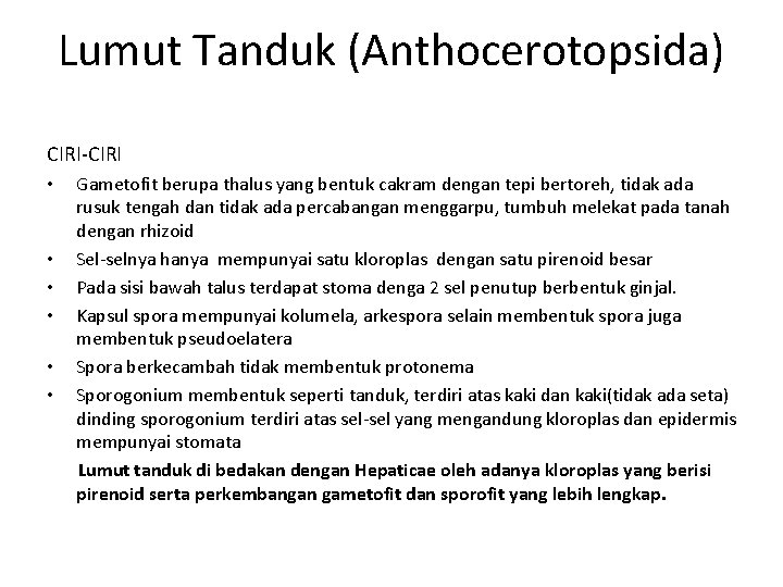 Lumut Tanduk (Anthocerotopsida) CIRI-CIRI • • • Gametofit berupa thalus yang bentuk cakram dengan