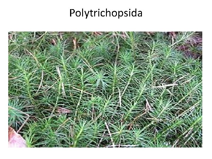 Polytrichopsida 