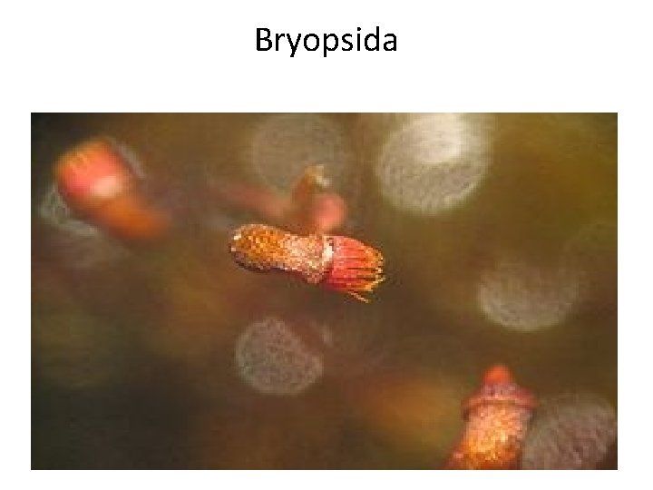 Bryopsida 