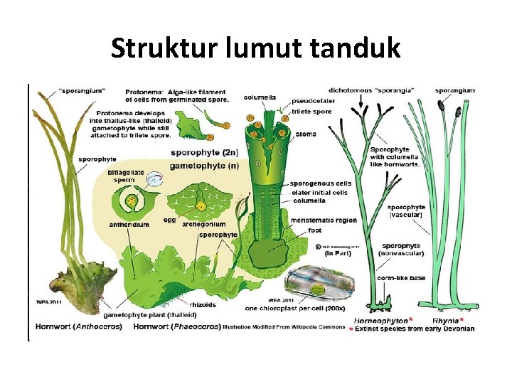 Struktur lumut tanduk 