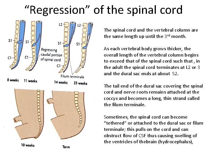 “Regression” of the spinal cord The spinal cord and the vertebral column are the