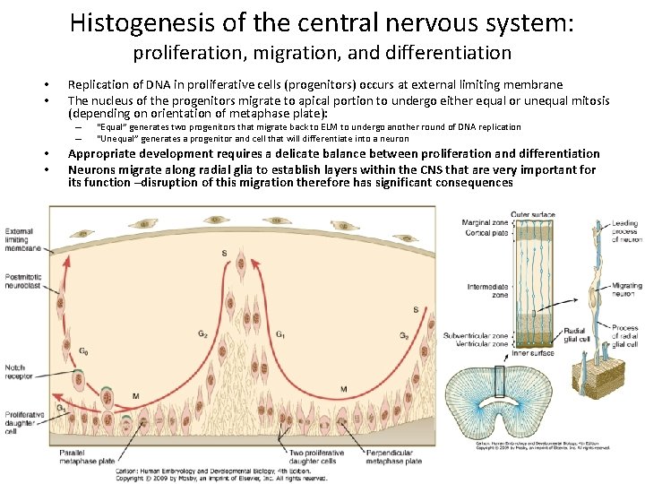 Histogenesis of the central nervous system: proliferation, migration, and differentiation • • Replication of