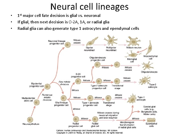 Neural cell lineages • • • 1 st major cell fate decision is glial