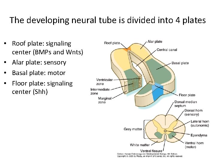 The developing neural tube is divided into 4 plates • Roof plate: signaling center