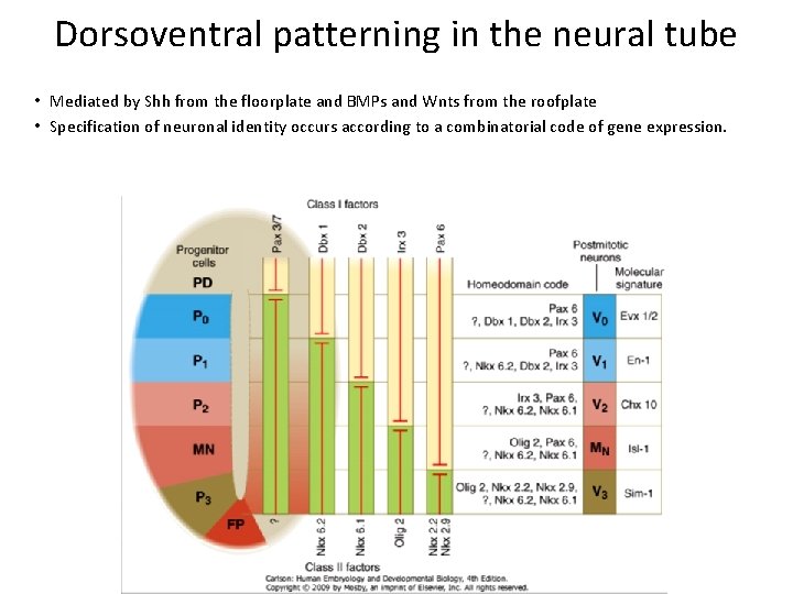 Dorsoventral patterning in the neural tube • Mediated by Shh from the floorplate and