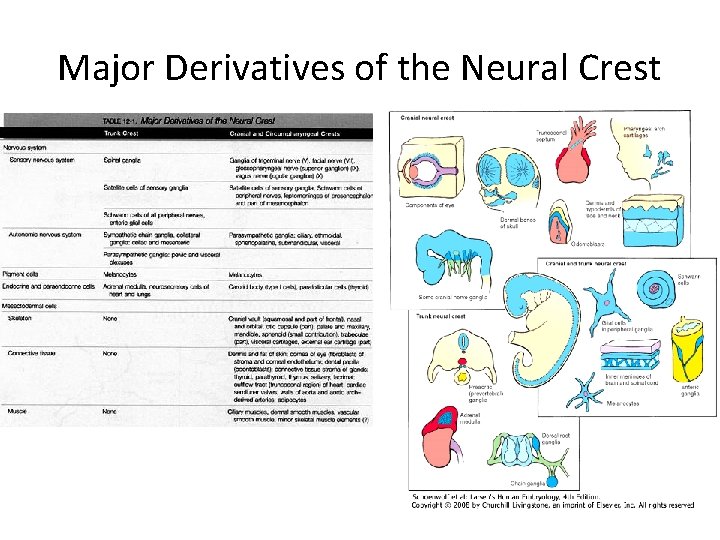 Major Derivatives of the Neural Crest 