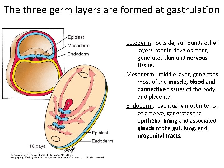 The three germ layers are formed at gastrulation Ectoderm: outside, surrounds other layers later