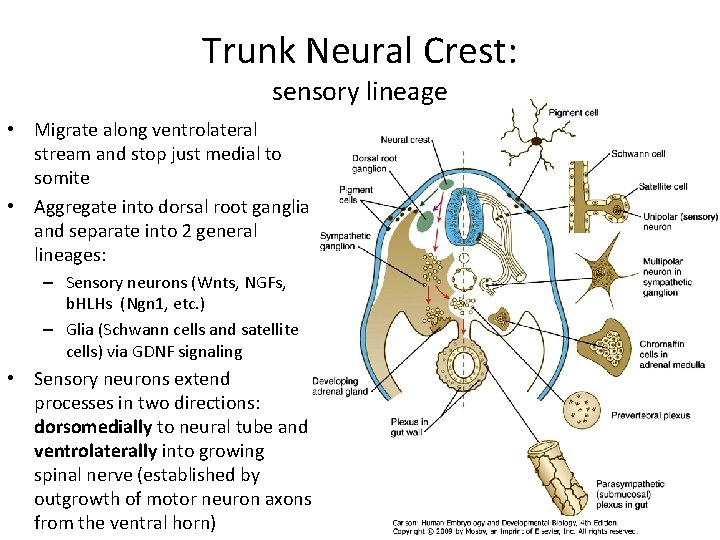 Trunk Neural Crest: sensory lineage • Migrate along ventrolateral stream and stop just medial Trunk Neural Crest: sensory lineage • Migrate along ventrolateral stream and stop just medial