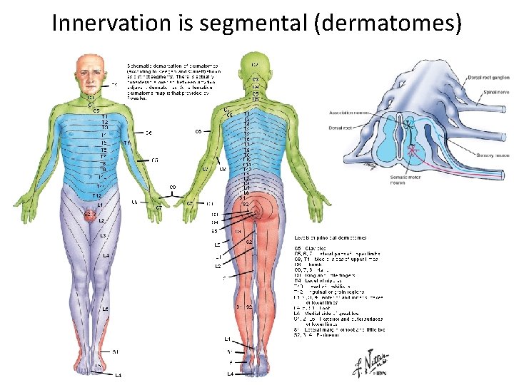 Innervation is segmental (dermatomes) 