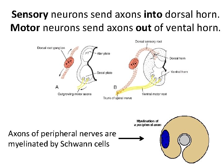 Sensory neurons send axons into dorsal horn. Motor neurons send axons out of vental