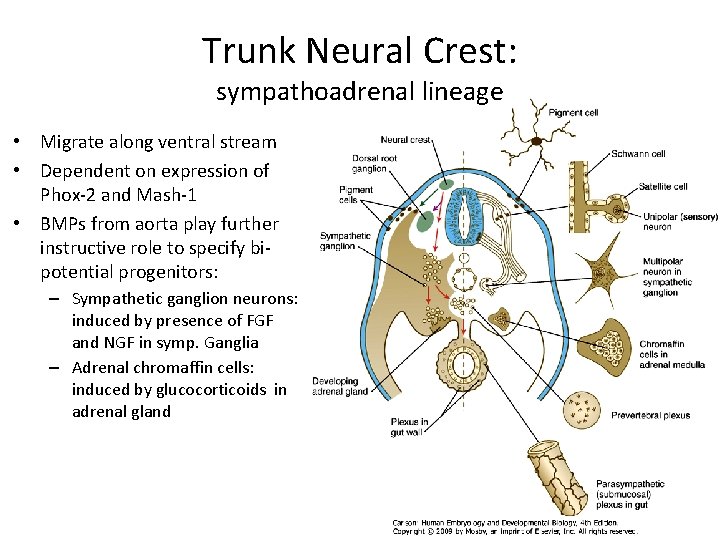 Trunk Neural Crest: sympathoadrenal lineage • Migrate along ventral stream • Dependent on expression