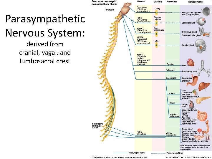 Parasympathetic Nervous System: derived from cranial, vagal, and lumbosacral crest 