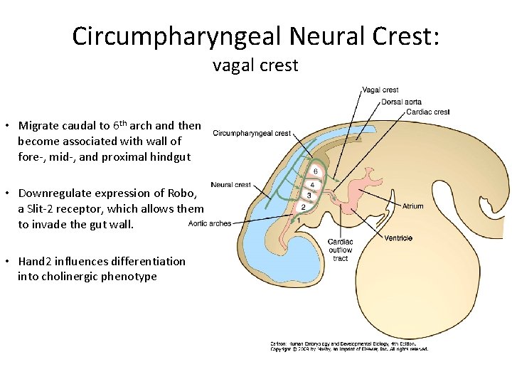 Circumpharyngeal Neural Crest: vagal crest • Migrate caudal to 6 th arch and then