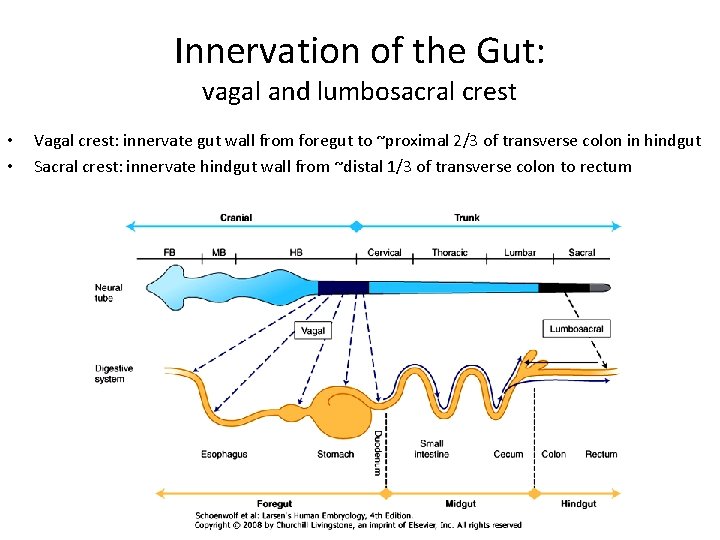 Innervation of the Gut: vagal and lumbosacral crest • • Vagal crest: innervate gut