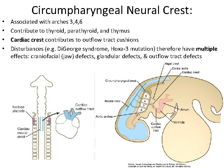 Circumpharyngeal Neural Crest: • • Associated with arches 3, 4, 6 Contribute to thyroid,