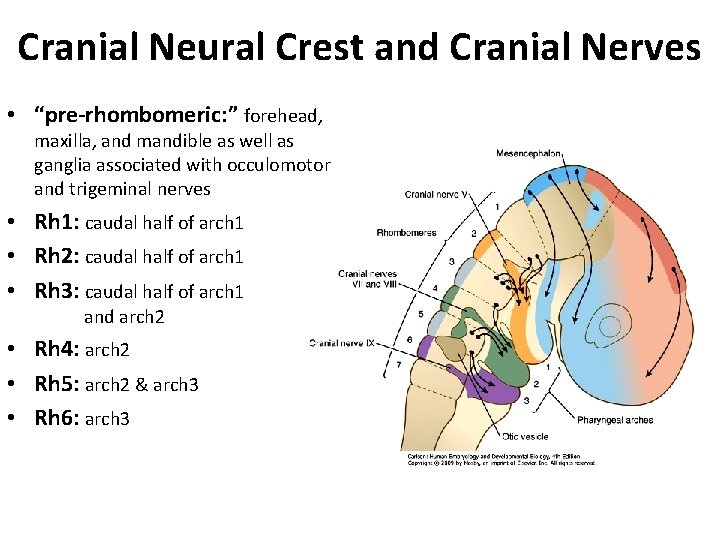 Cranial Neural Crest and Cranial Nerves • “pre-rhombomeric: ” forehead, maxilla, and mandible as