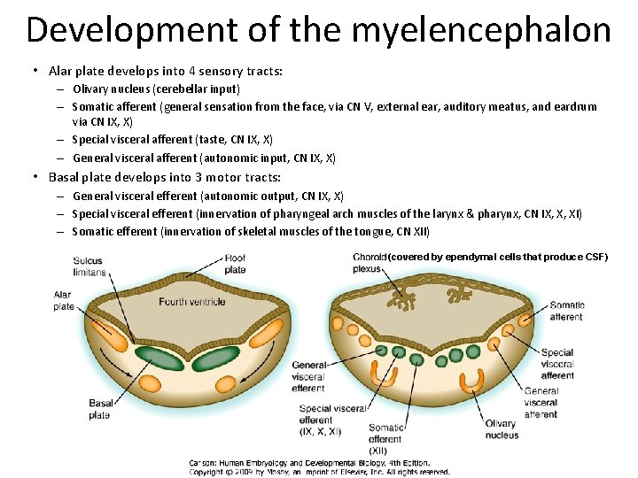 Development of the myelencephalon • Alar plate develops into 4 sensory tracts: – Olivary