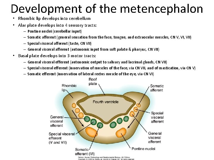 Development of the metencephalon • Rhombic lip develops into cerebellum • Alar plate develops