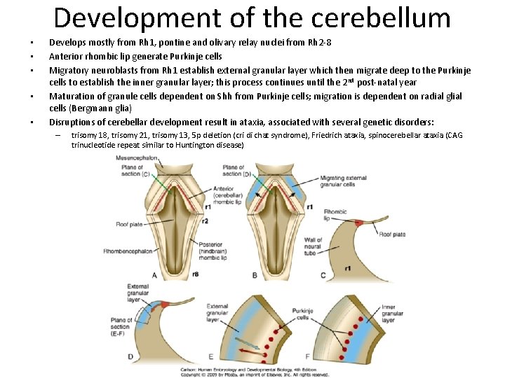 Development of the cerebellum • • • Develops mostly from Rh 1, pontine and