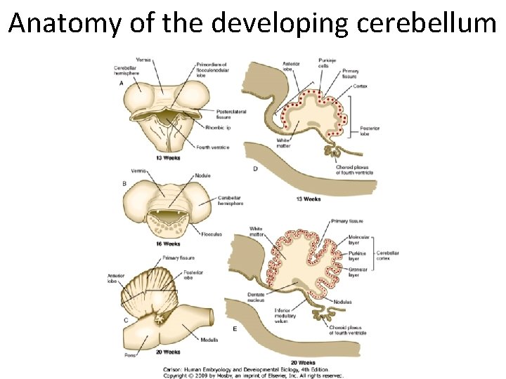 Anatomy of the developing cerebellum 