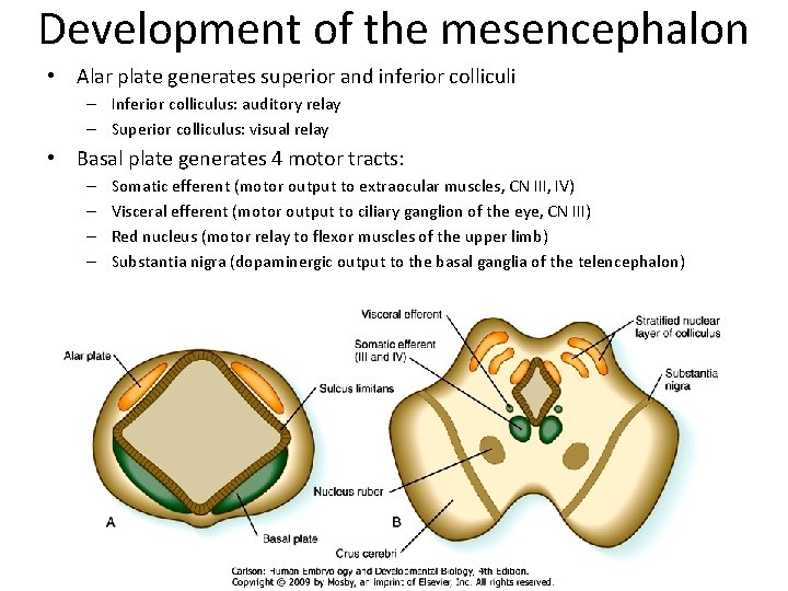 Development of the mesencephalon • Alar plate generates superior and inferior colliculi – Inferior