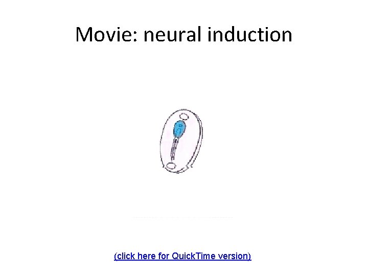 Movie: neural induction (click here for Quick. Time version) Movie: neural induction (click here for Quick. Time version)