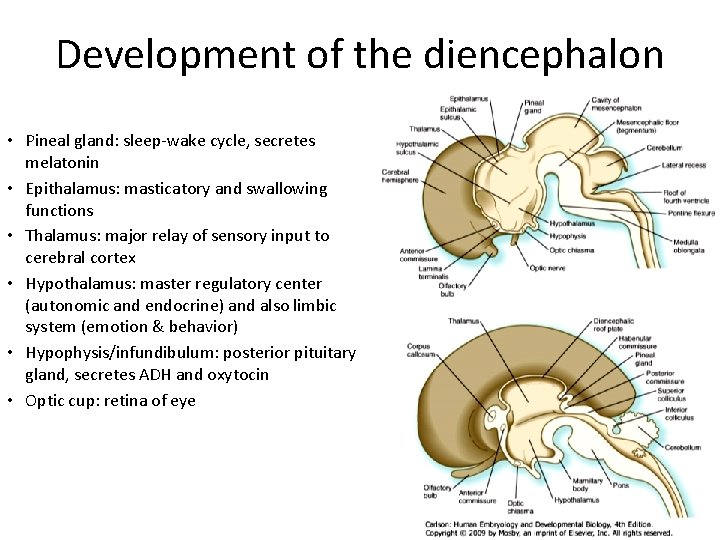 Development of the diencephalon • Pineal gland: sleep-wake cycle, secretes melatonin • Epithalamus: masticatory