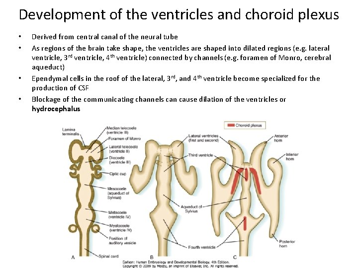 Development of the ventricles and choroid plexus • • Derived from central canal of