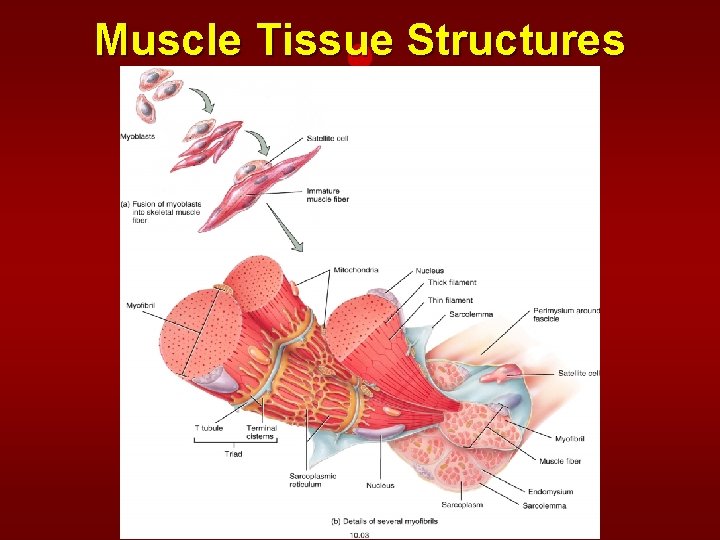 Muscle Tissue Structures 