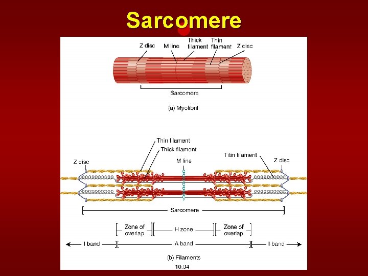 Sarcomere 