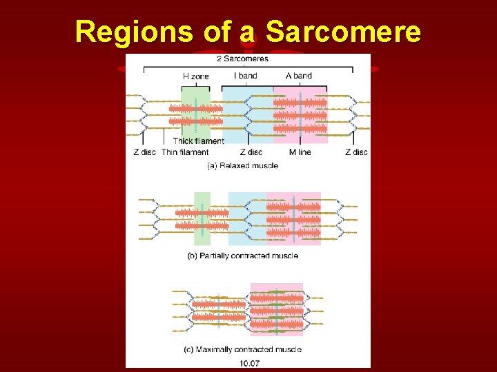 Regions of a Sarcomere 