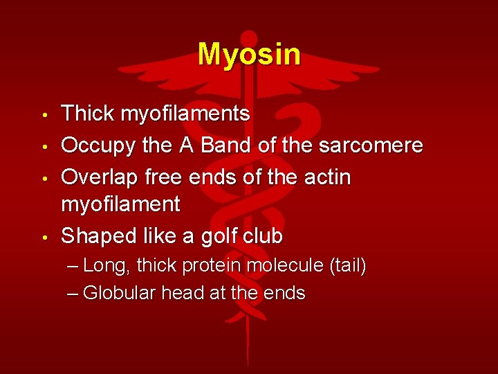 Myosin • • Thick myofilaments Occupy the A Band of the sarcomere Overlap free
