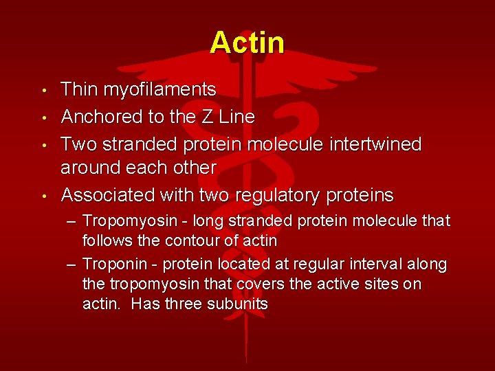 Actin • • Thin myofilaments Anchored to the Z Line Two stranded protein molecule