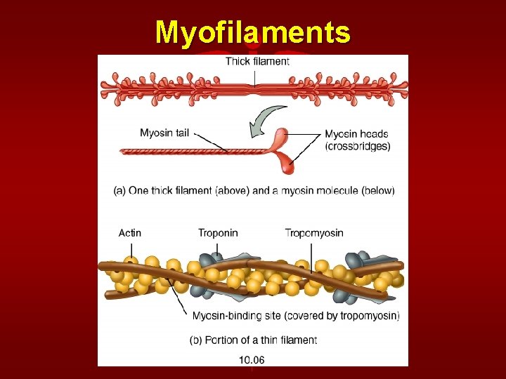 Myofilaments 