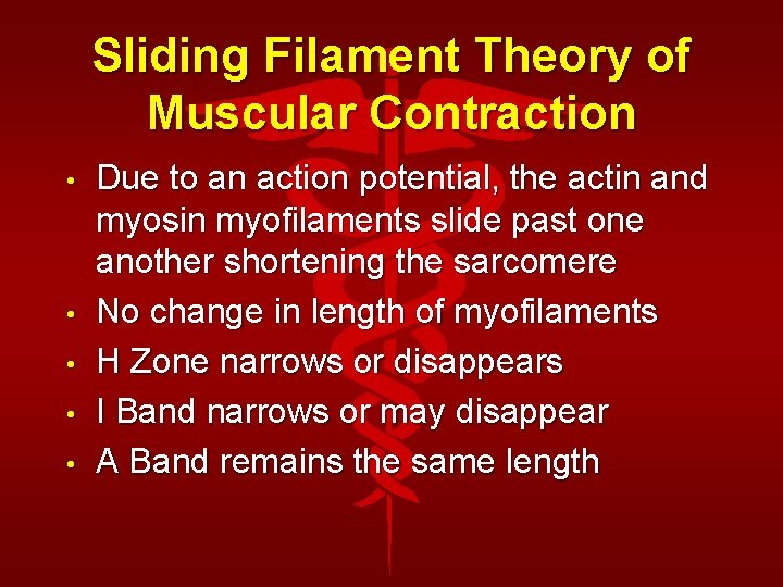 Sliding Filament Theory of Muscular Contraction • • • Due to an action potential,