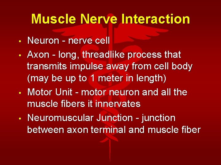 Muscle Nerve Interaction • • Neuron - nerve cell Axon - long, threadlike process